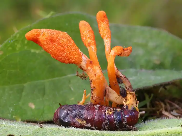 cordyceps mushroom supplement